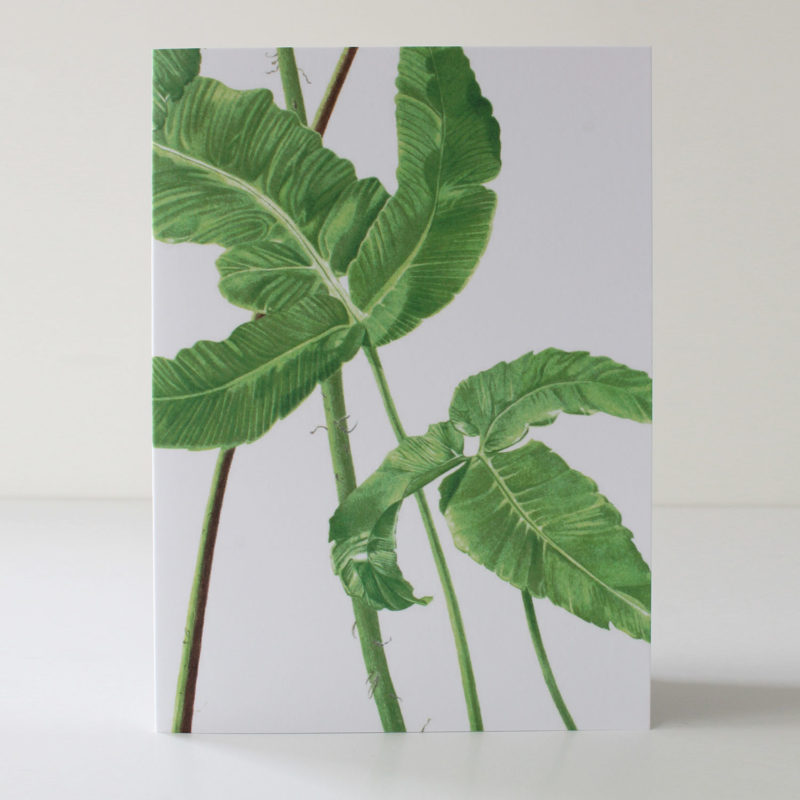 A6 greetings card - reproduced from a botanical watercolour painting, Dryopteris sieboldii, Siebold's fern