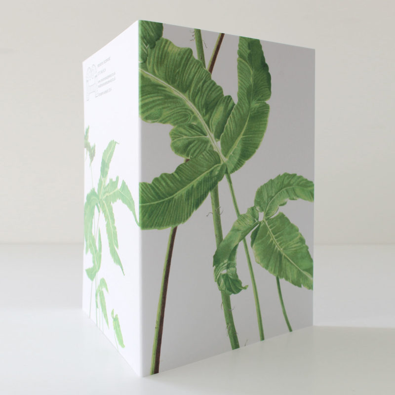 A6 greetings card - reproduced from a botanical watercolour painting, Dryopteris sieboldii, Siebold's fern