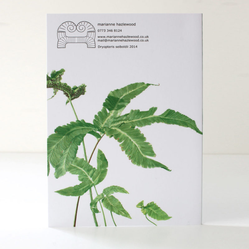 A6 greetings card - reproduced from a botanical watercolour painting, Dryopteris sieboldii, Siebold's fern