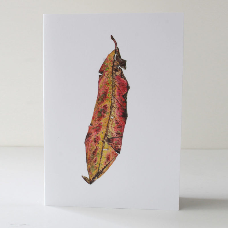 A6 greetings card - reproduced from a botanical watercolour painting, Unidentified leaf