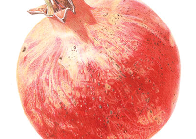 Pomegranate print
