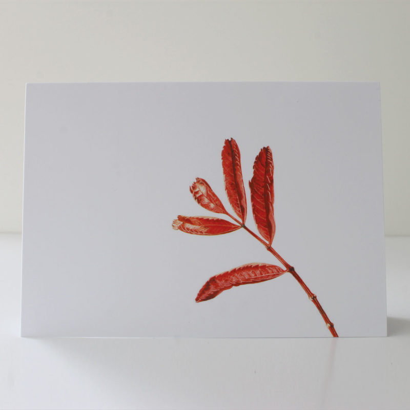 A6 greetings card - reproduced from a botanical watercolour painting, Sorbus