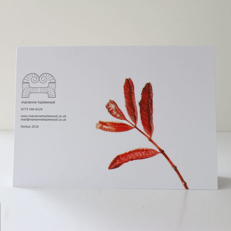 A6 greetings card - reproduced from a botanical watercolour painting, Sorbus