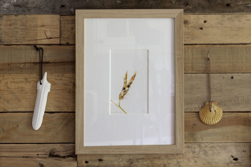 Sweetpea print - framed in oak