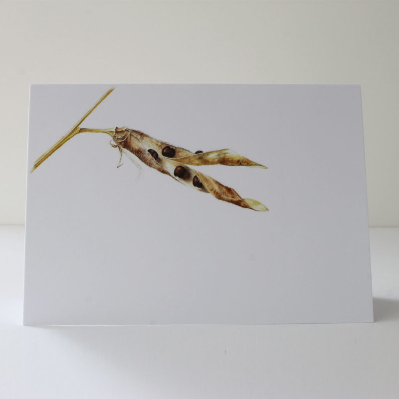 A6 greetings card - reproduced from a botanical watercolour painting, Sweet pea pod