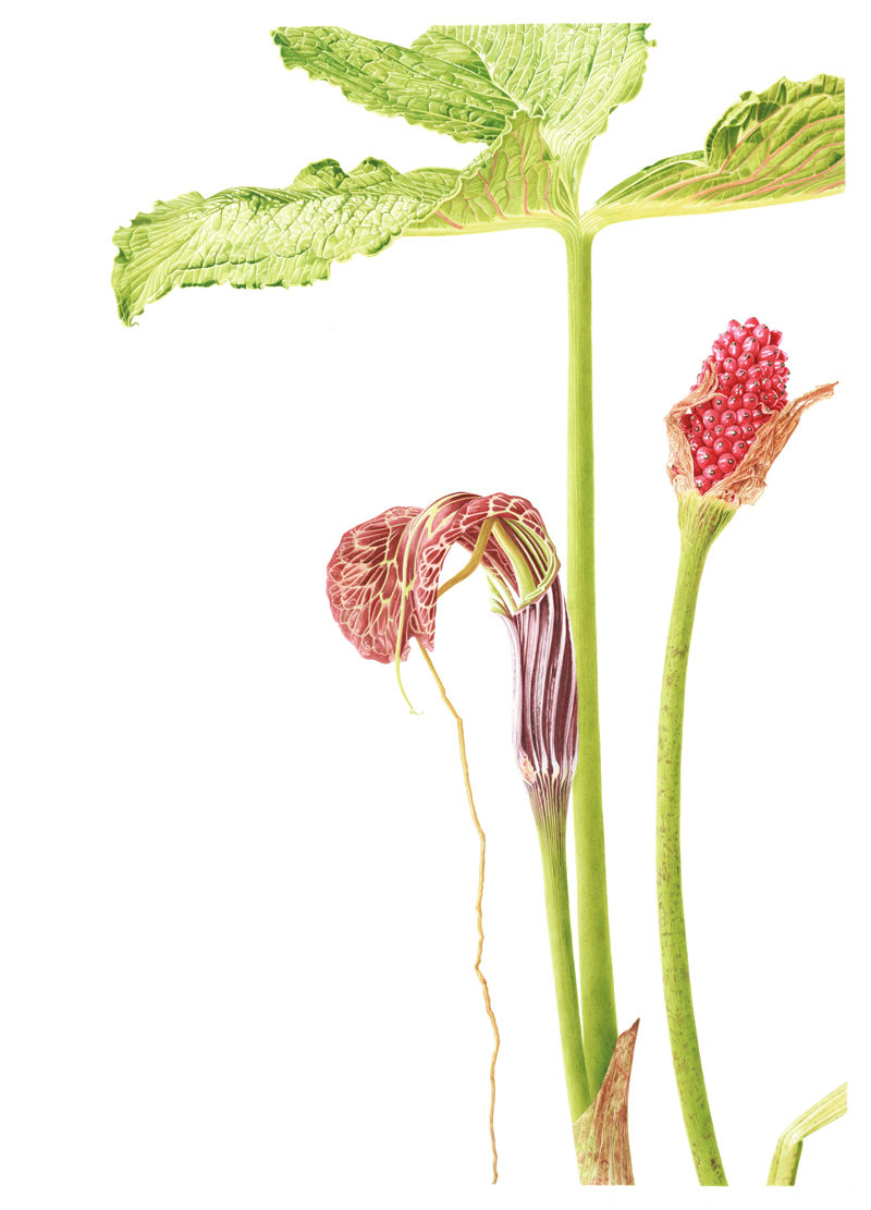 Arisaema griffithii - watercolour on Fabriano 5