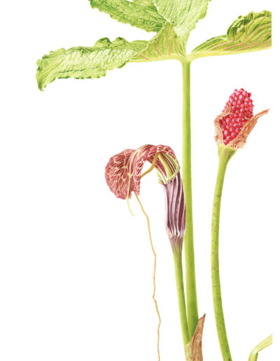 Arisaema griffithii - watercolour on Fabriano 5