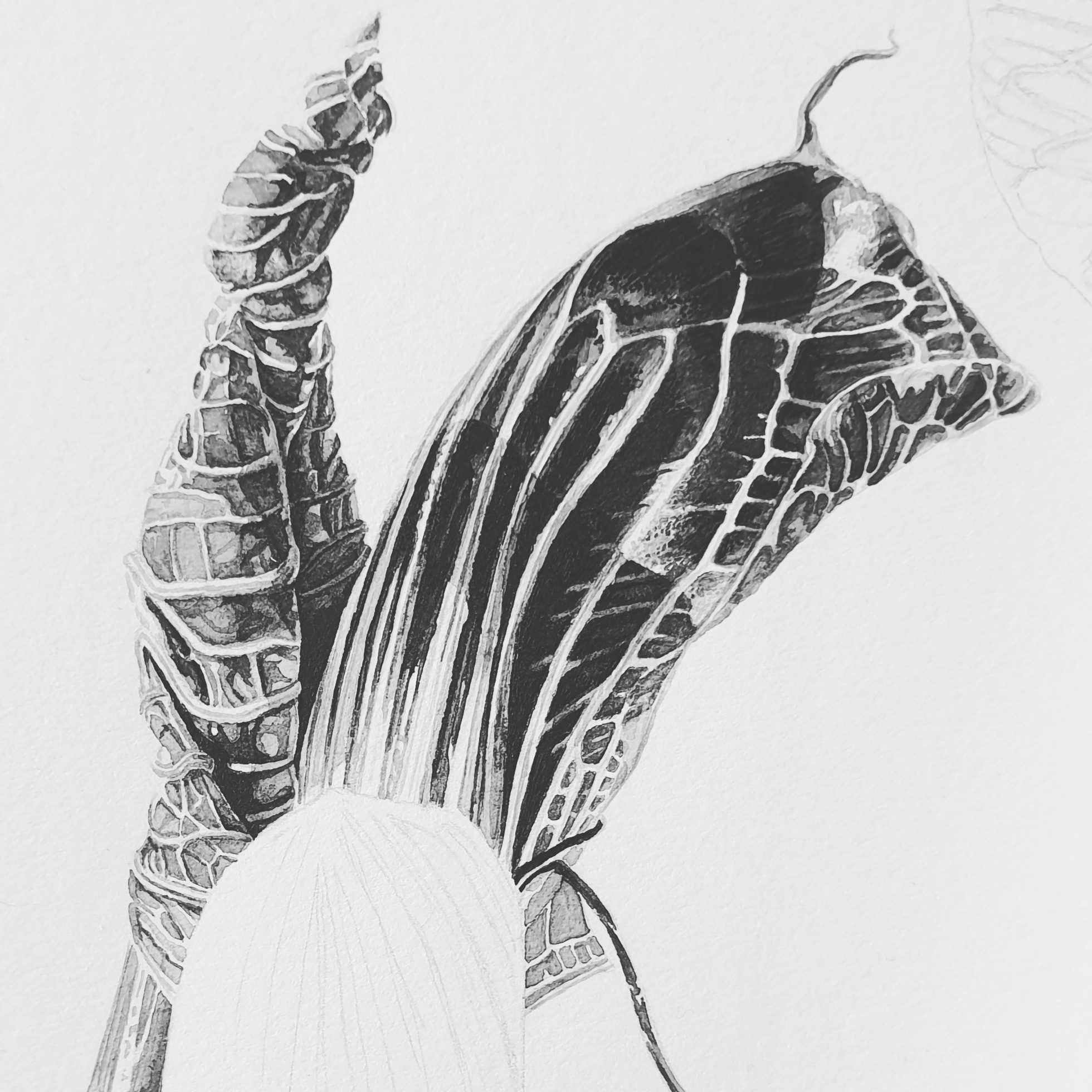 Progress shot - Arisaema griffithii Japanese ink paste on Lambeth Cartridge