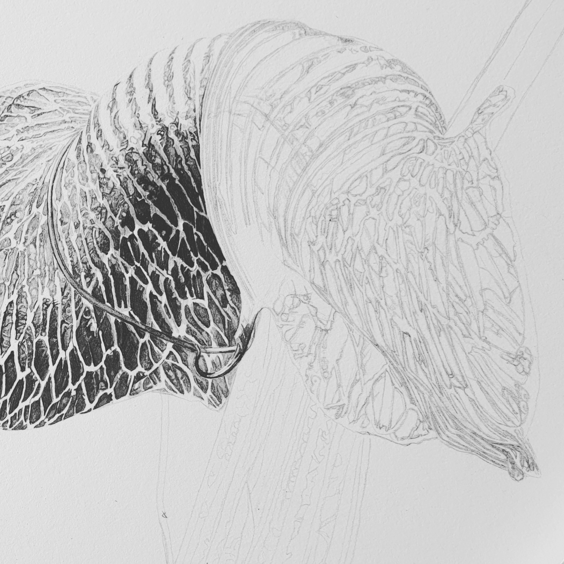 Progress shot - Arisaema griffithii var. pradhanii Japanese ink paste on Lambeth Cartridge