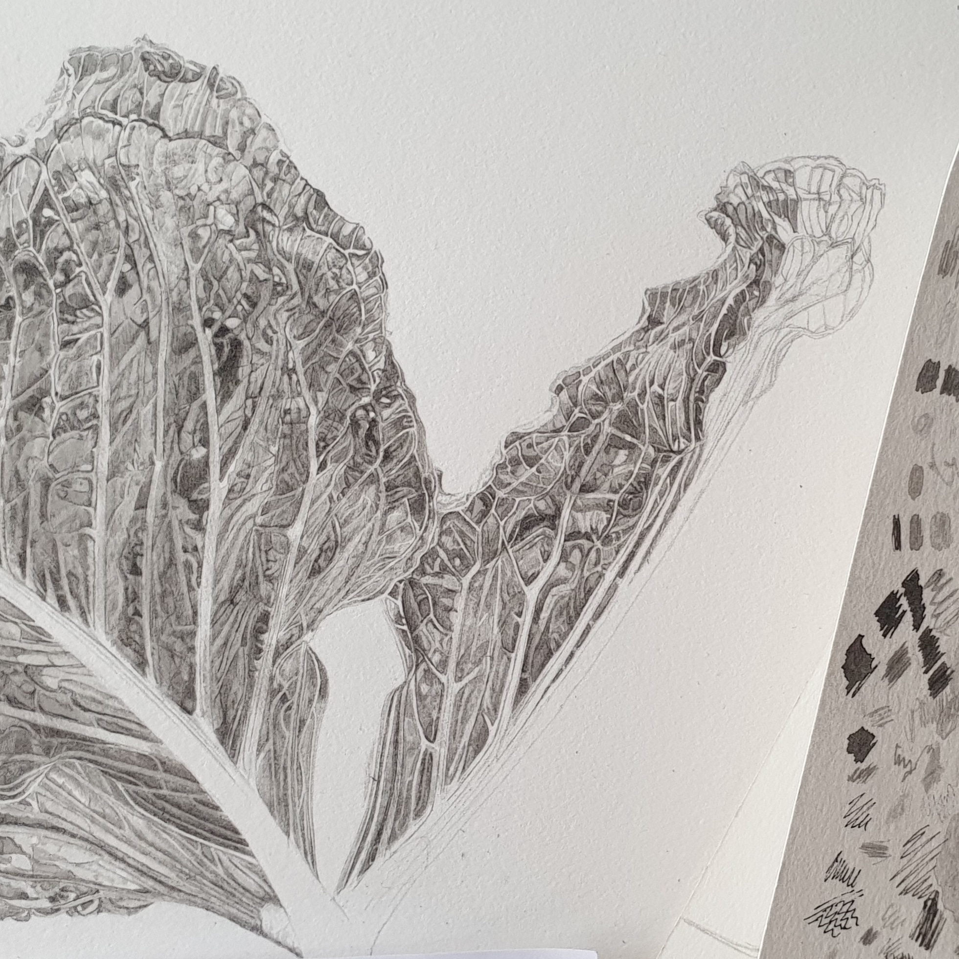 Progress shot - Arisaema griffithii var. pradhanii Japanese ink paste on Lambeth Cartridge