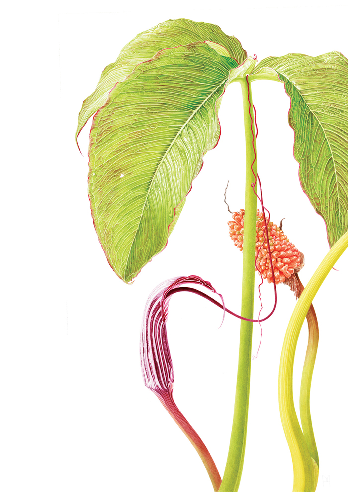 Marianne Hazlewood Open Eye Gallery Invite back - Arisaema costatum