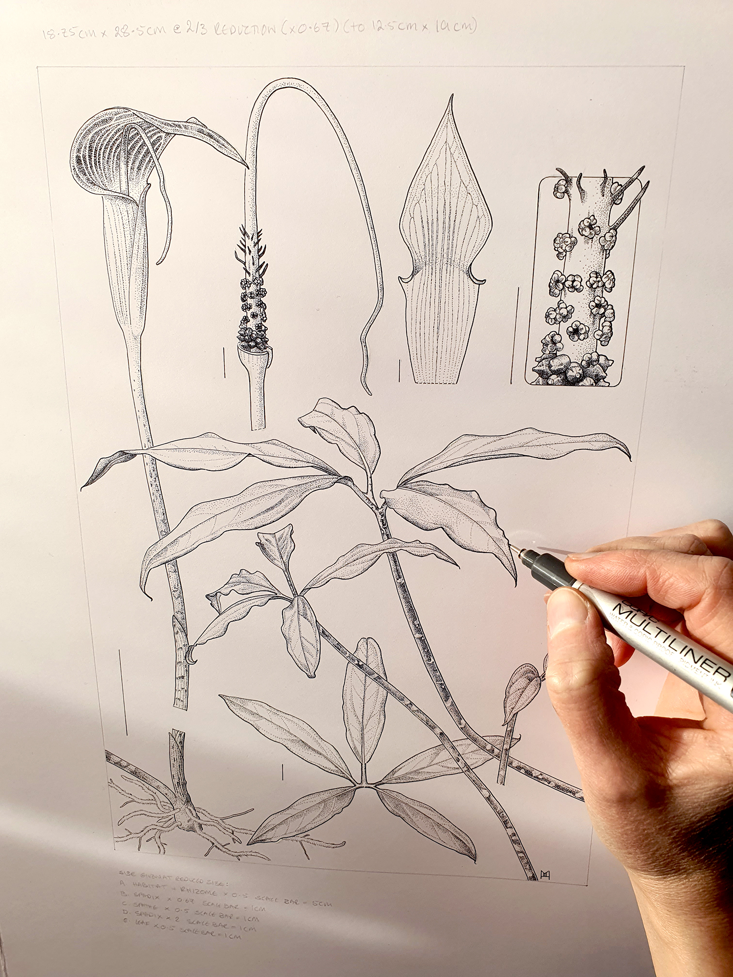 arisaema-sp-nov Newly accepted to the RBGE Florilegium - ink drawing of Arisaema sp Nov.