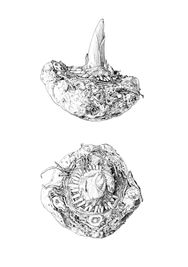 Arisaema costatum tuber pen and ink on Bristol board A4