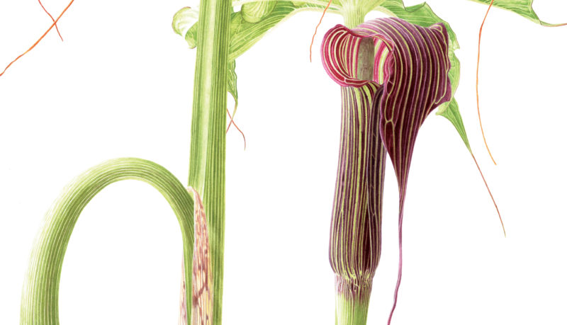 Arisaema consanguineum watercolour on Fabriano 5 - detail