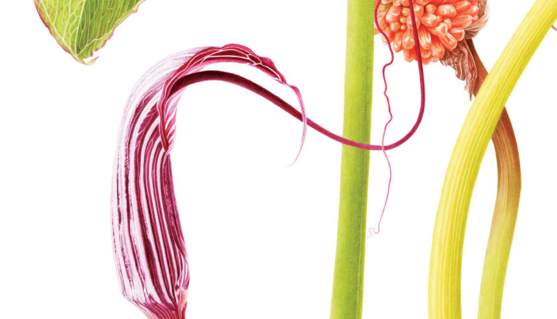 Arisaema costatum - watercolour on Fabriano 5 - detail