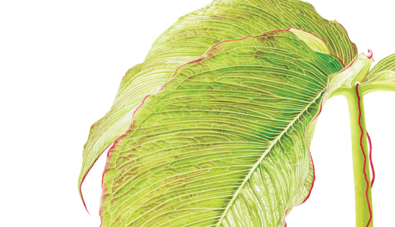 Arisaema costatum - watercolour on Fabriano 5 - detail