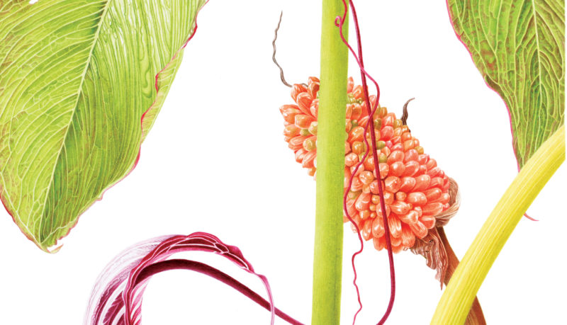 Arisaema costatum - watercolour on Fabriano 5 - detail