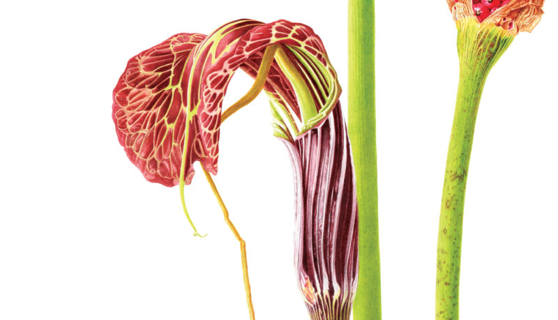 Arisaema griffithii watercolour on Fabriano 5 - detail