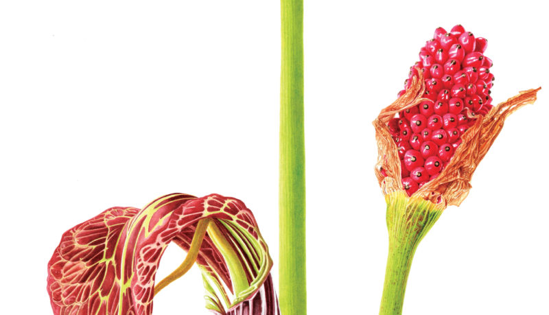 Arisaema griffithii watercolour on Fabriano 5 - detail