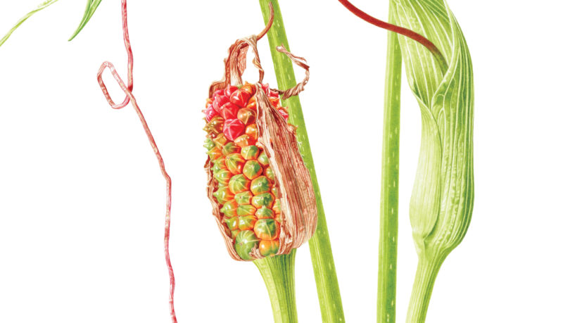 Arisaema intermedium watercolour on Fabriano 5 - detail