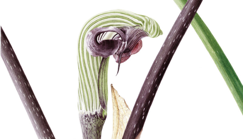 Arisaema ringens watercolour on Fabriano 5 - detail