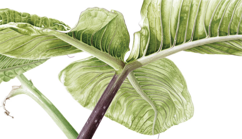 Arisaema ringens watercolour on Fabriano 5 - detail