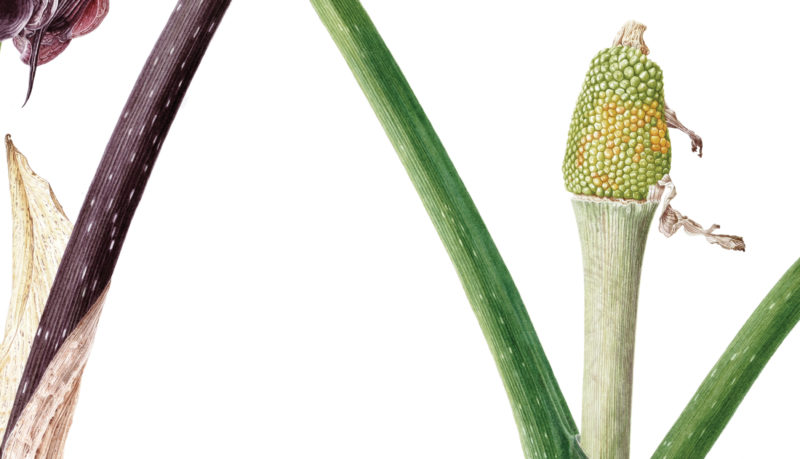 Arisaema ringens watercolour on Fabriano 5 - detail