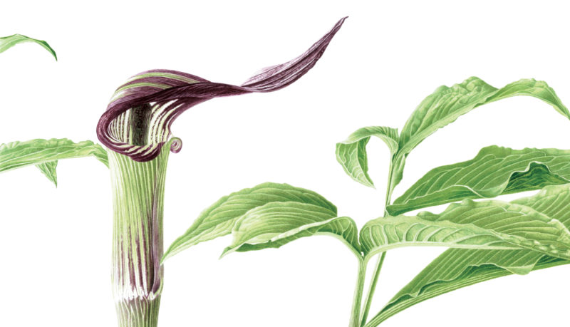 Arisaema serratum watercolour on Fabriano 5 - detail