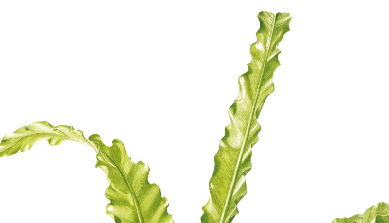 Ferns Asplenium antiquum Victoria watercolour on Fabriano 5