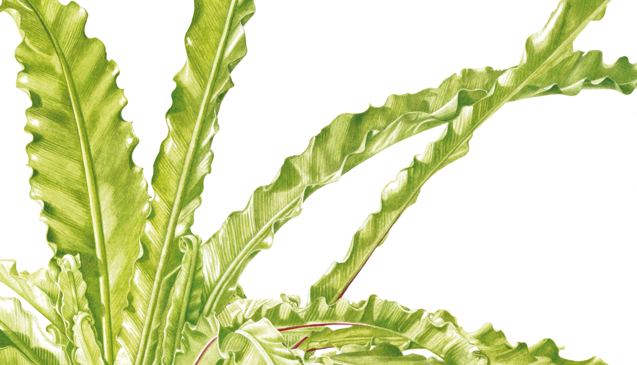 Ferns Asplenium antiquum Victoria watercolour on Fabriano 5