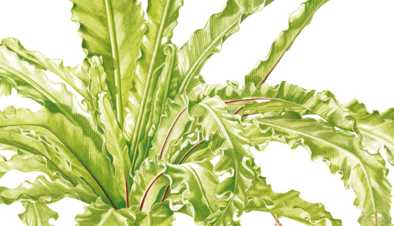 Ferns Asplenium antiquum Victoria watercolour on Fabriano 5