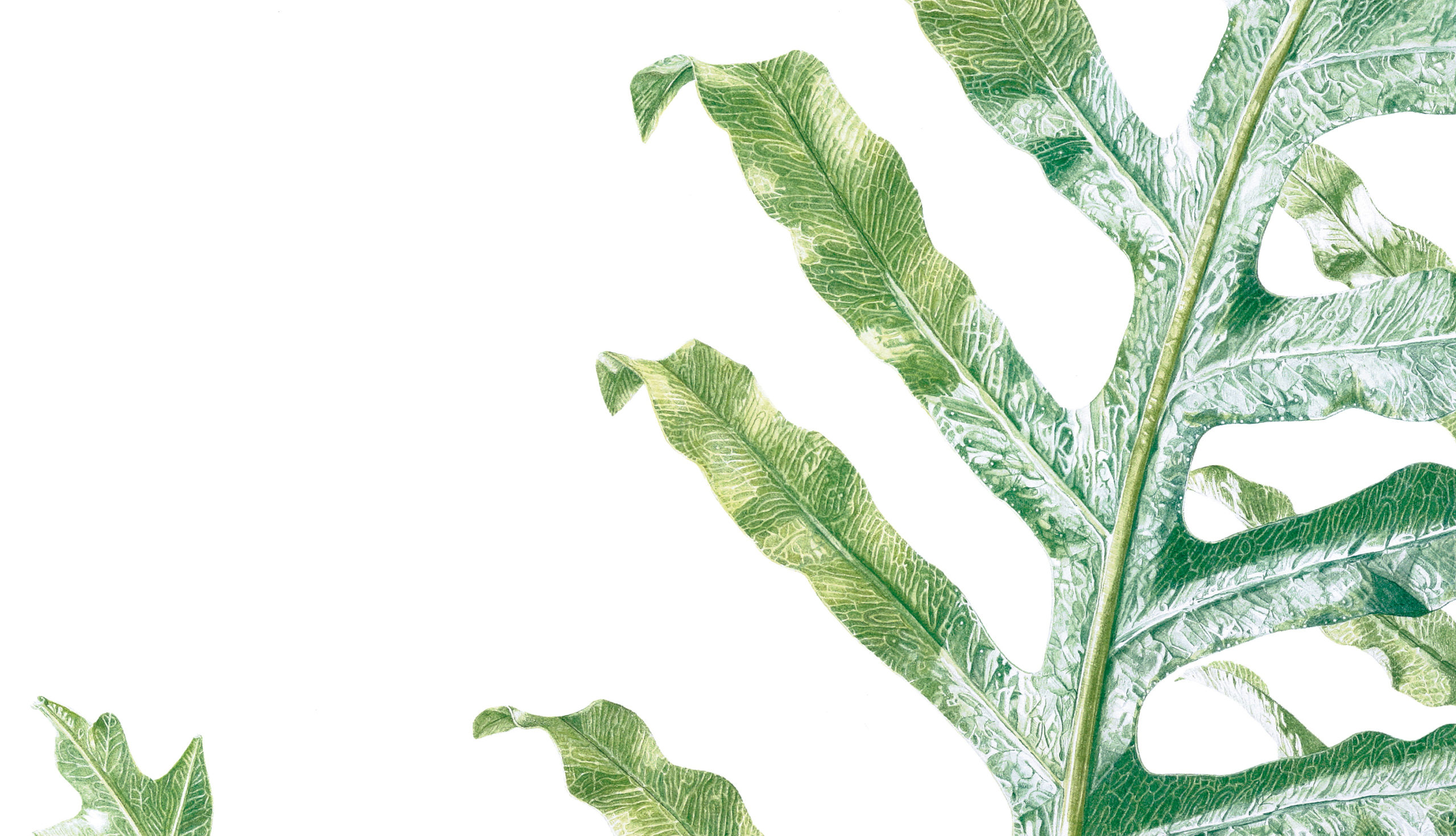Ferns Phlebodium aureum watercolour on Fabriano 5