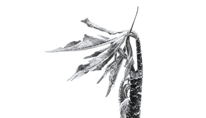 Arisaema tortuosum ink shoots Japanese ink paste on Lambeth cartridge - detail