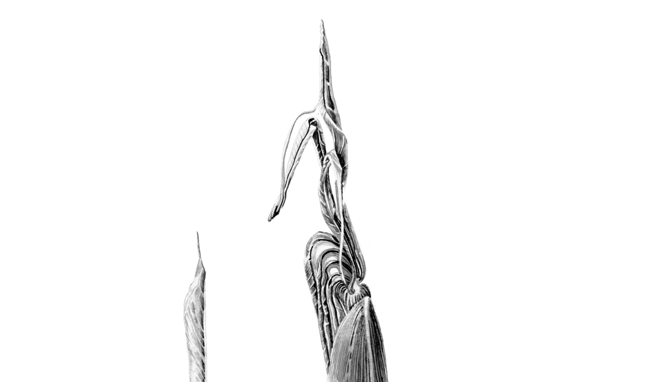 Arisaema consanguineum ink shoots Japanese ink paste on Lambeth cartridge - detail