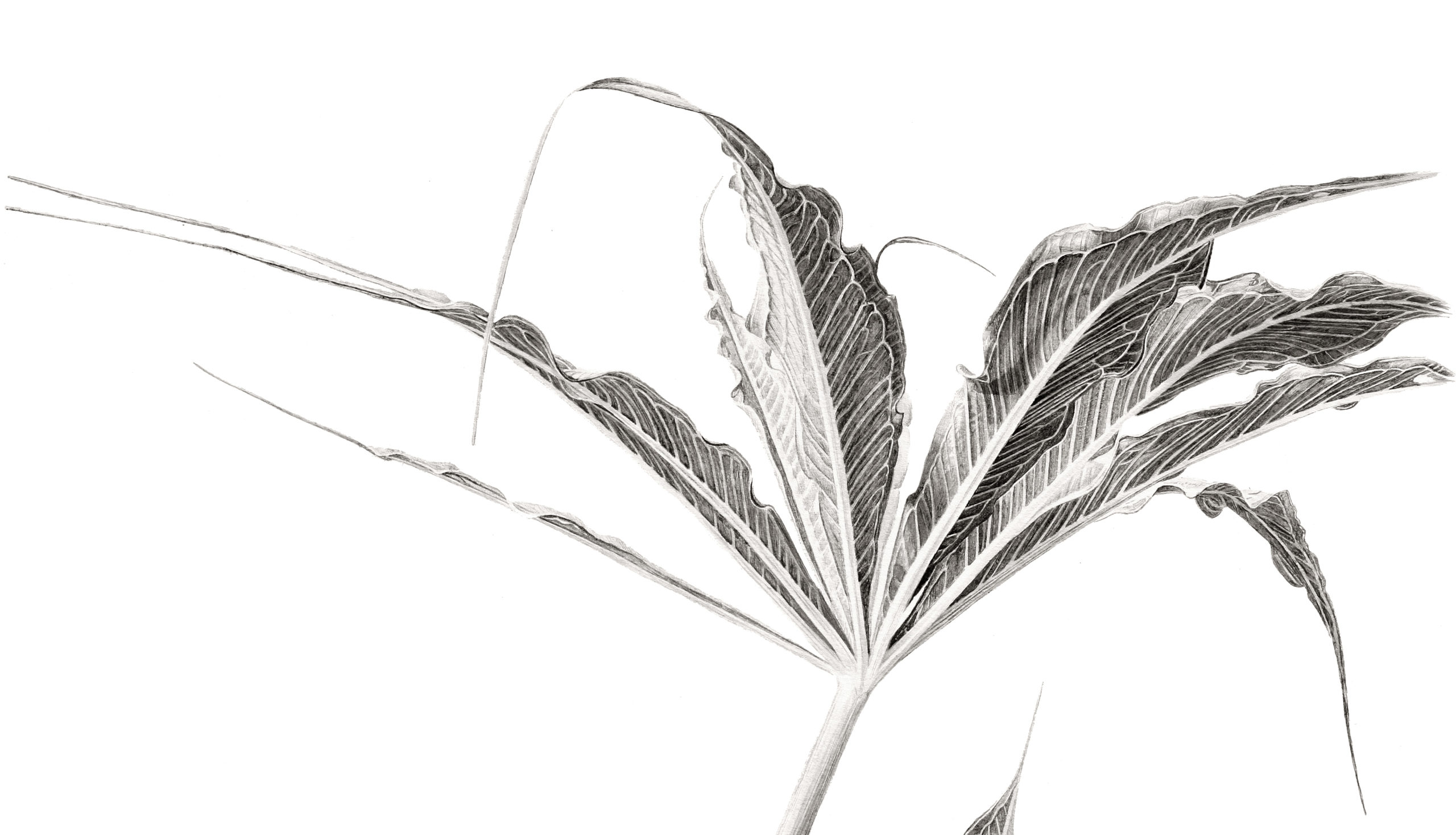Arisaema cilliatum ink shoots Japanese ink paste on Lambeth cartridge - detail
