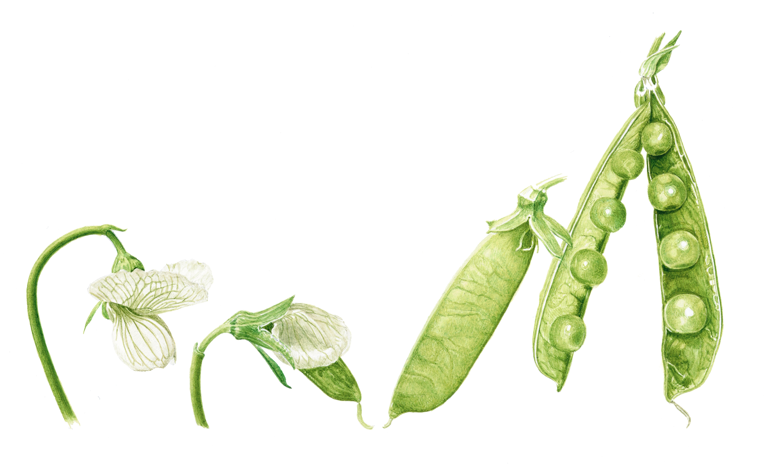peas-2020 Pea - Pisum sativum L. Watercolour on Fabriano 5 by Marianne Hazlewood