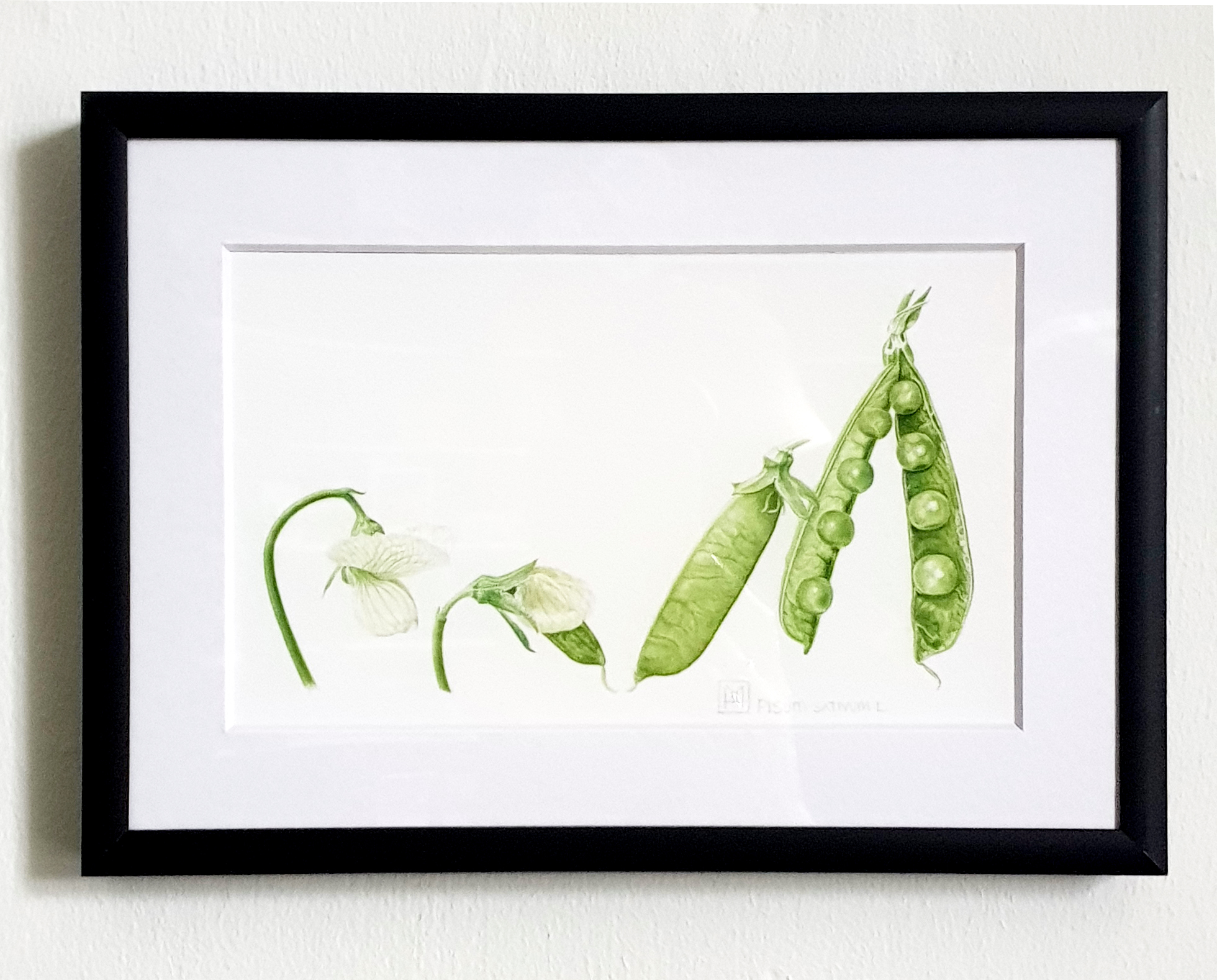 Pea framed