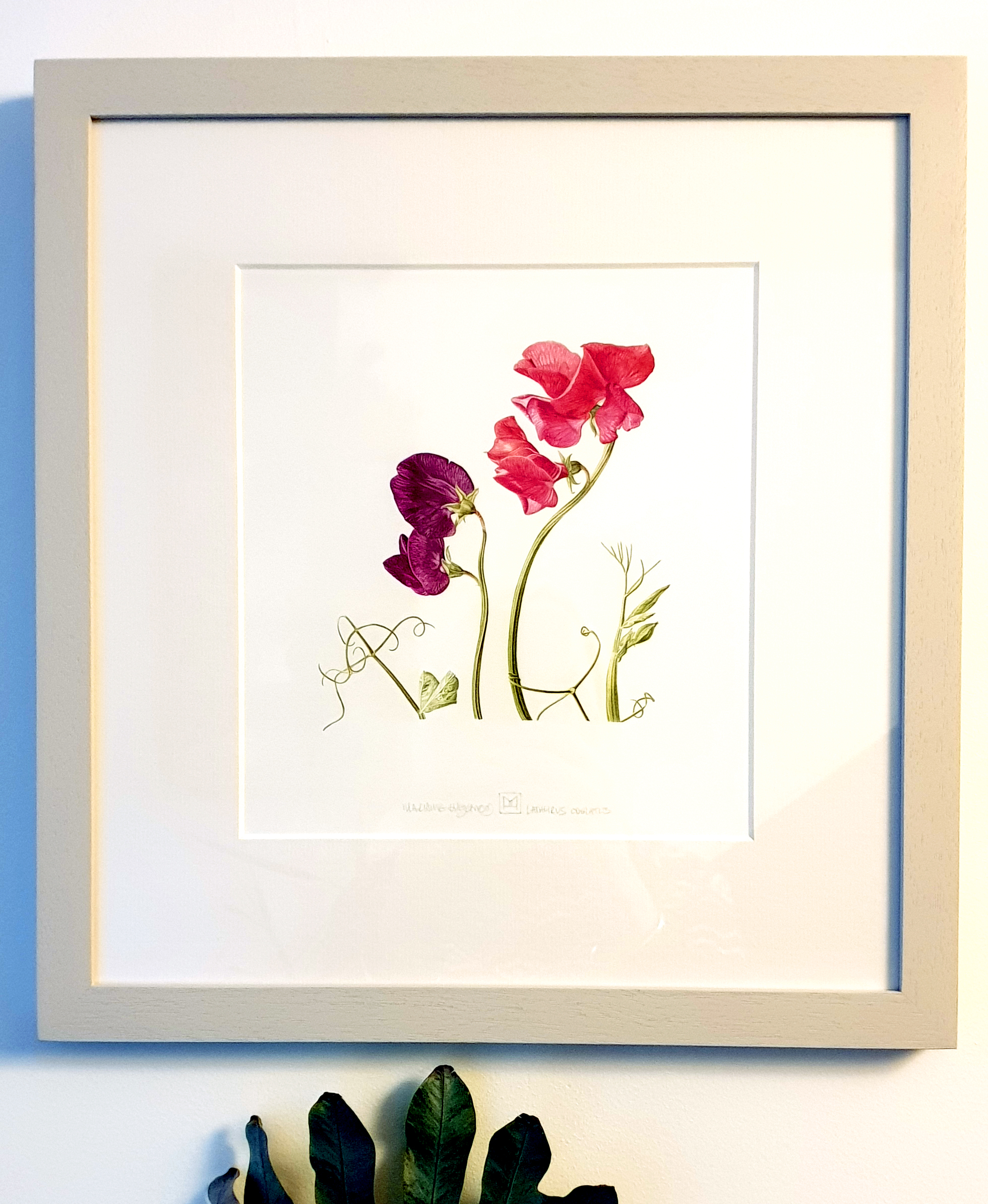 Sweet pea framed