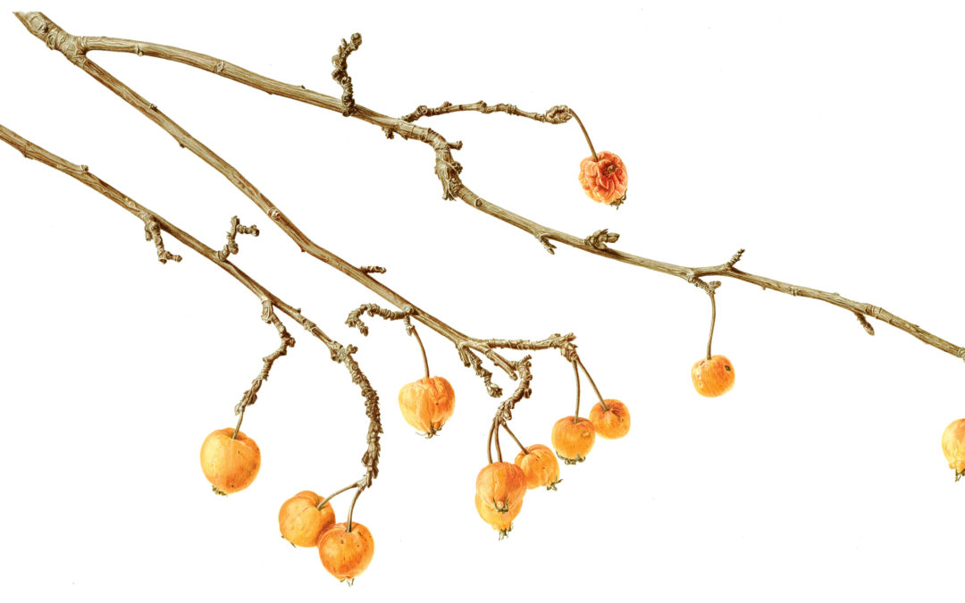 Crabapple, watercolour on Arches by Marianne Hazlewood