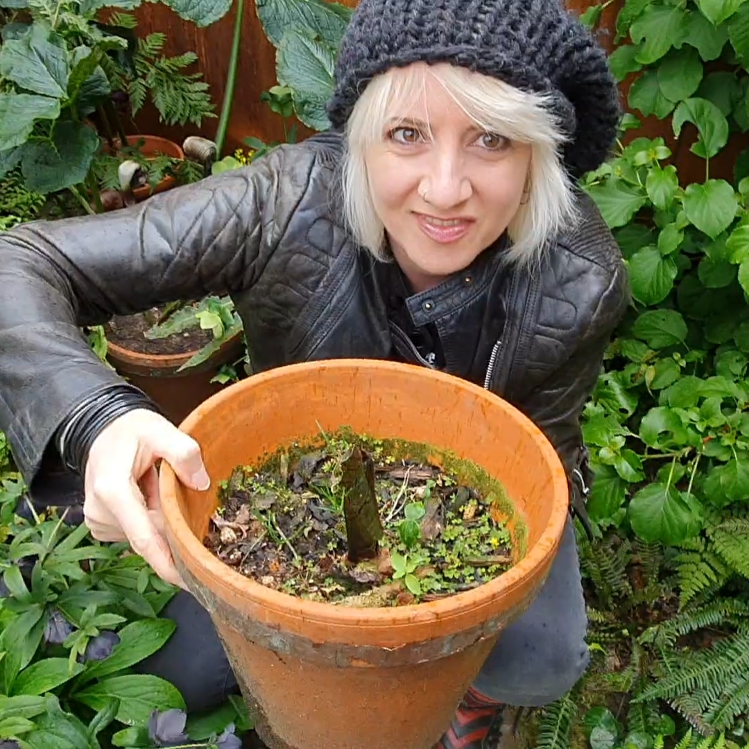 Marianne holding a baby Arisaema griffithii