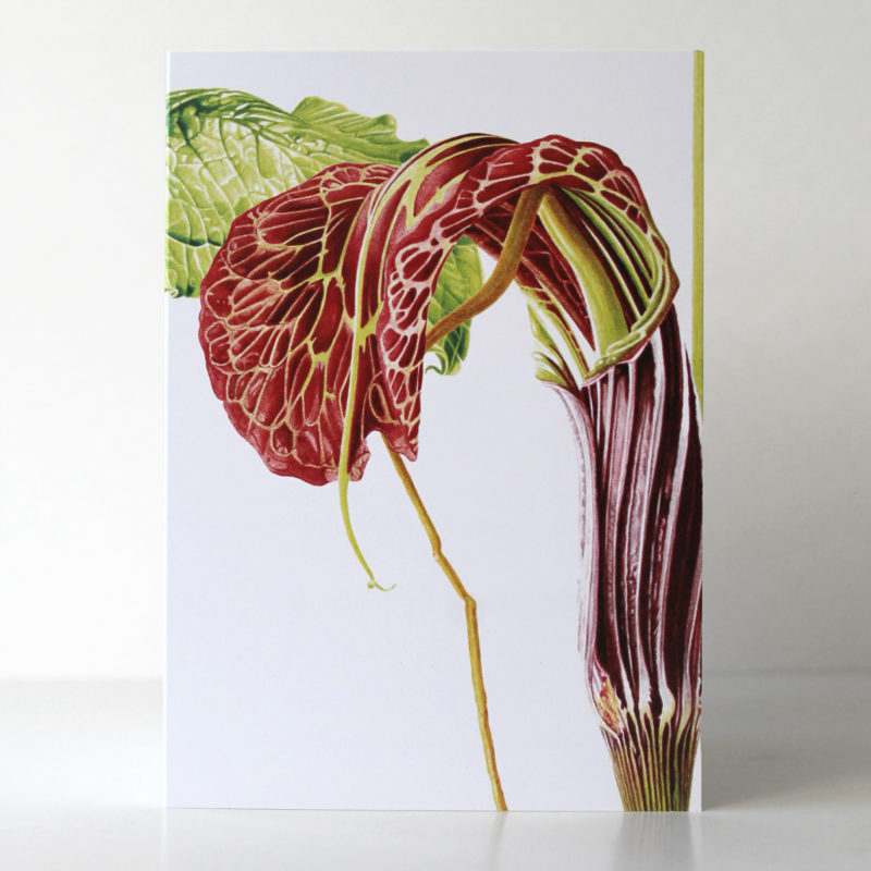 A6 greetings card - reproduced from an watercolour painting of Ariseama griffithii