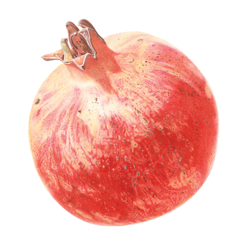 Pomegranate watercolour painting by Marianne Hazlewood