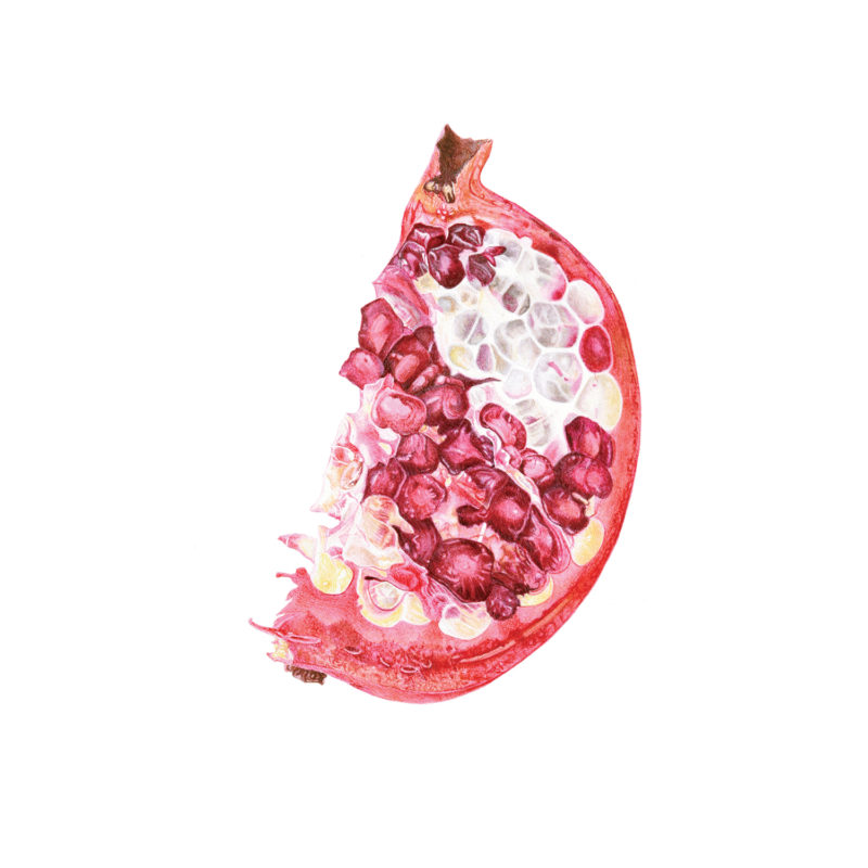 Pomegranate slice watercolour painting by Marianne Hazlewood