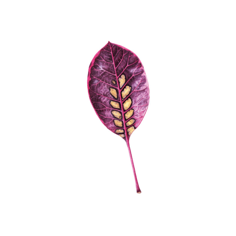 Cotinus, smoke leaf print