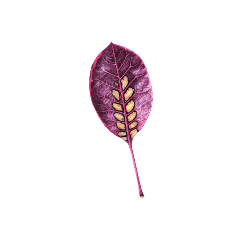 Cotinus, smoke leaf watercolour painting by Marianne Hazlewood