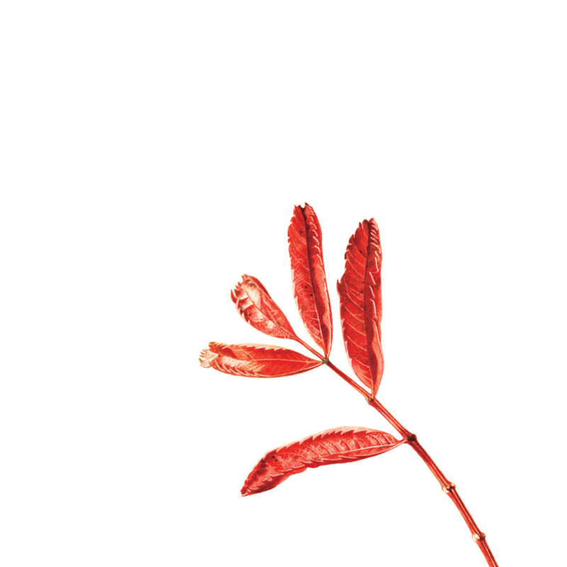 Sorbus, mountain ash, rowan print