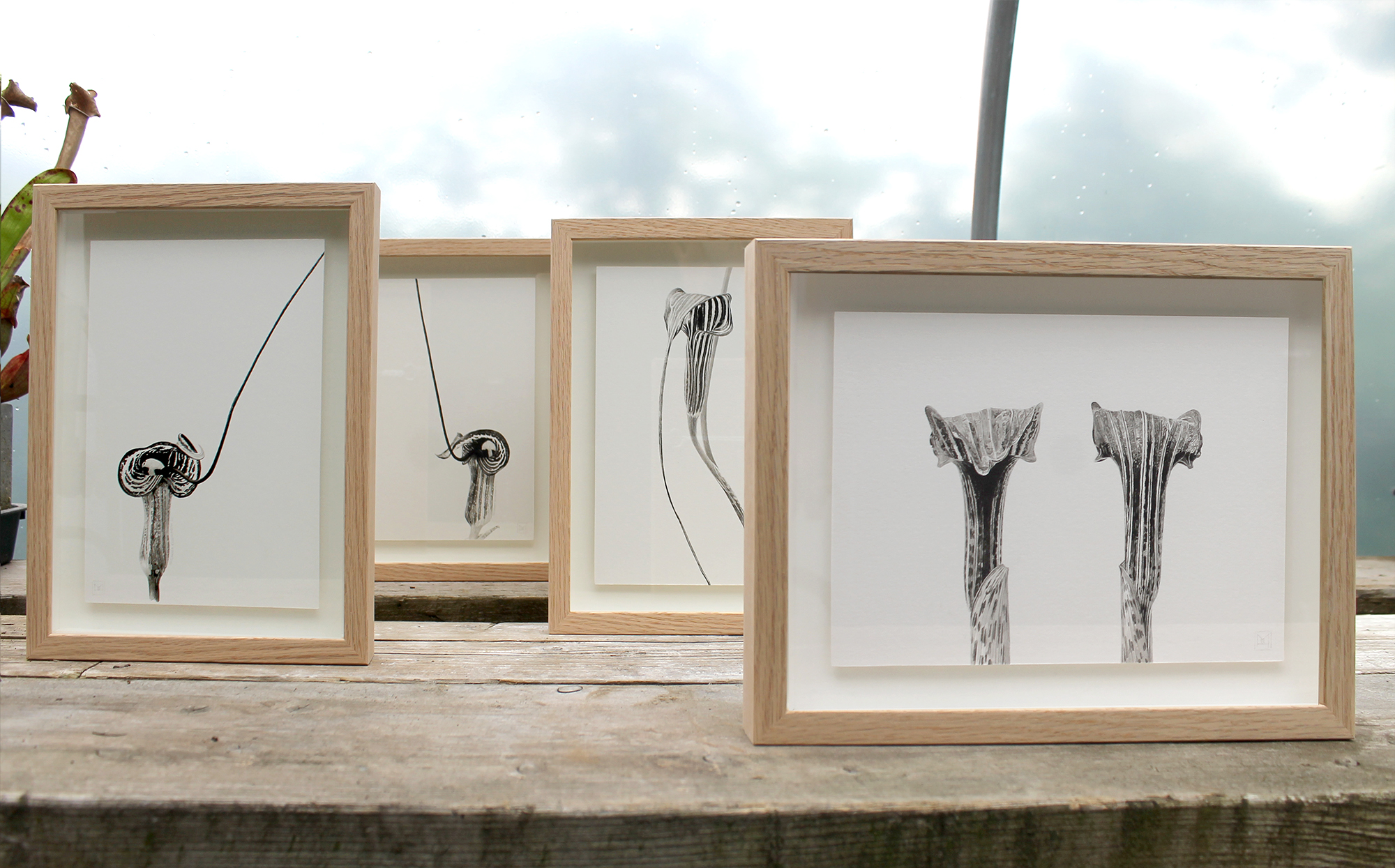 Framed Arisaema Japanese ink paste pieces, ready to go to the SBA Plantae 2022 show, in my polytunnel