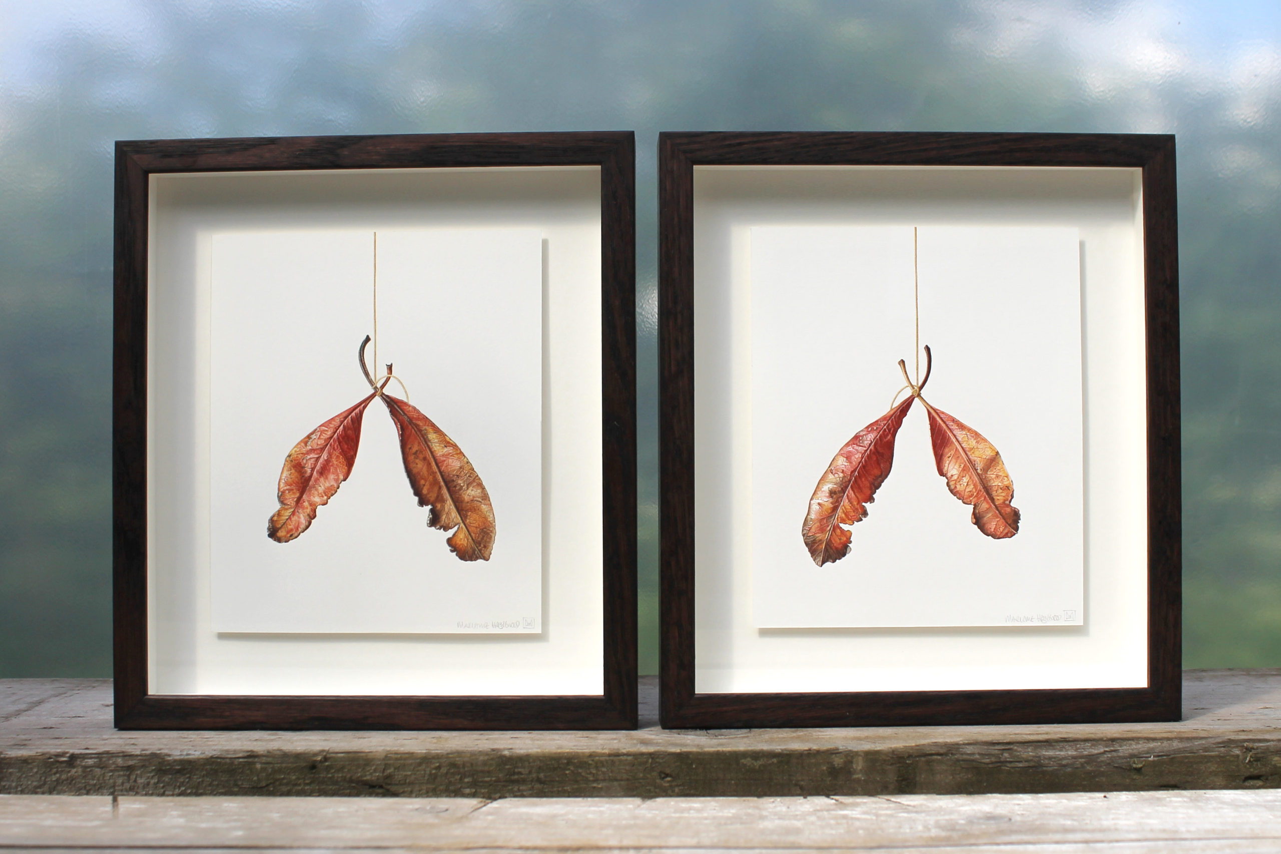 Wishbone leaf, watercolour paintings, cushion mounted in hand stained oak frames by Marianne Hazlewood