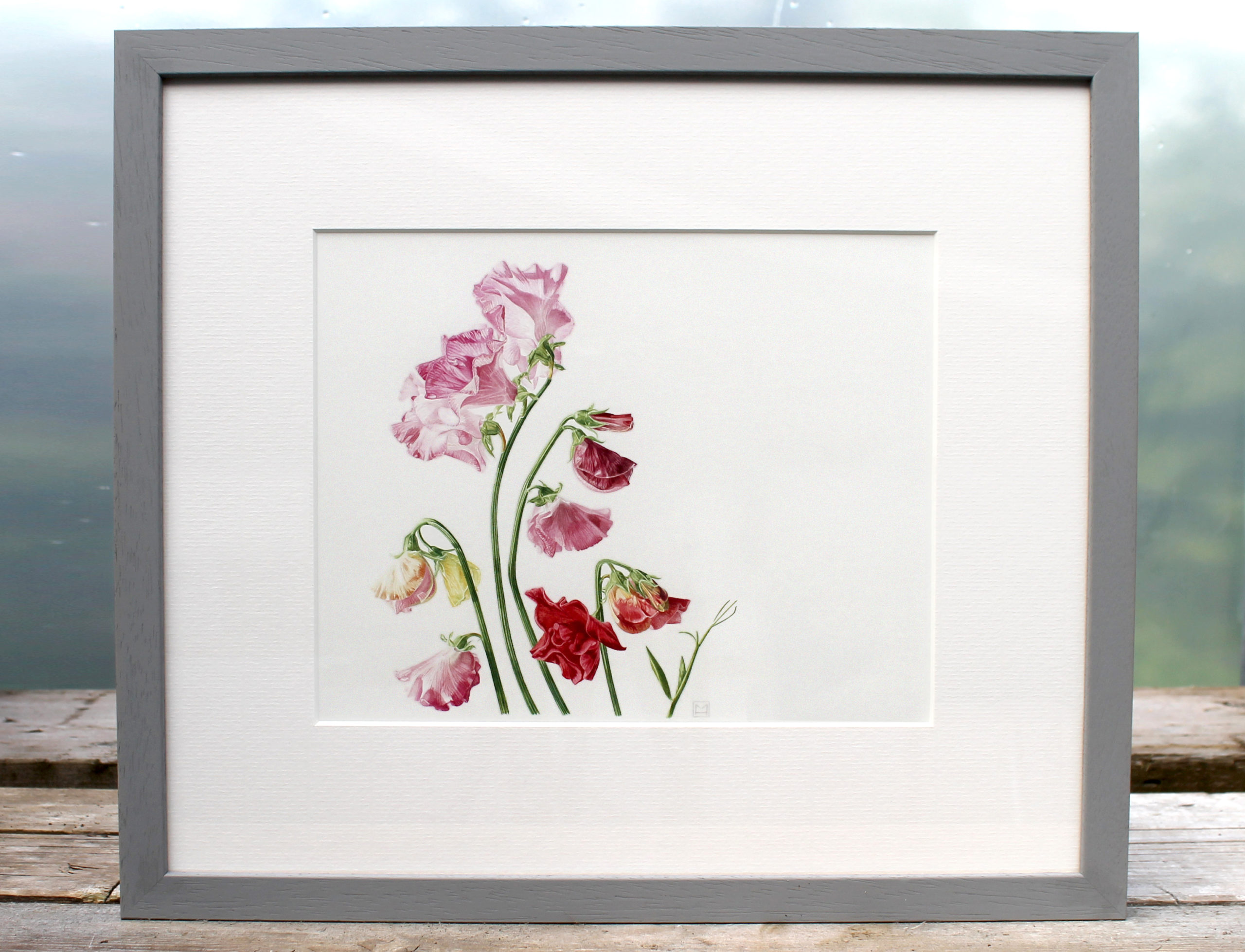 Sweet peas for Margaret, watercolour painting by Marianne Hazlewood
