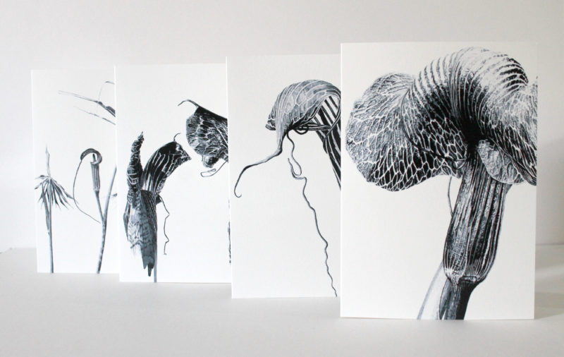 A5 greetings cards - reproduced from ink drawings of Ariseama